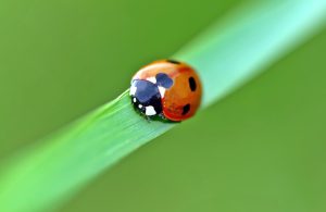 Come dentro una bolla corso mindfulness base