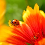 La pausa Mindfulness all'ora di pranzo